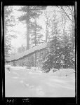 SF-308. Snowshoe Trail and Big White Pine.