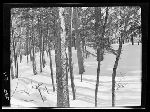 SF-311. Hemlock Forest in Winter.