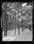 SF-312. Winter Sunset in Forest.