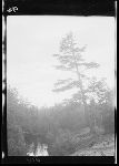 SF-315. White Pine on River. Sunset.