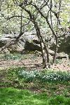 rock outcrop 66th St, Central Park, Manhattan, 04.18.10. 9278