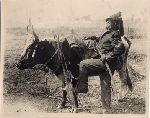 Sea Island militia man with a bull.