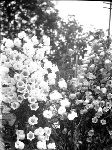 Flower bush.