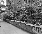 Moat dogwoods in bloom along Elm Street.